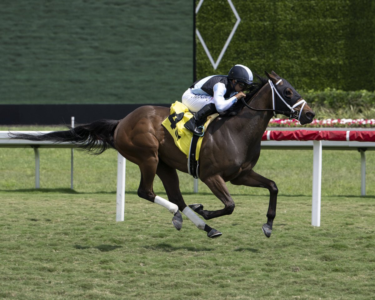 Permed, a homebred #EclipseFilly out of our Curlin mare, Curled and by Street Boss, a pair of sire lines which have been very good over the years to the baby blue & black, scorched the @GulfstreamPark spinach today under a strong @luissaezpty ride for @PletcherRacing. #BelieveBig