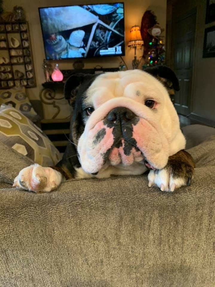 Bulldogfanclubb's tweet photo. What's up everyone 🙂 https://t.co/bSi4fLKGm2