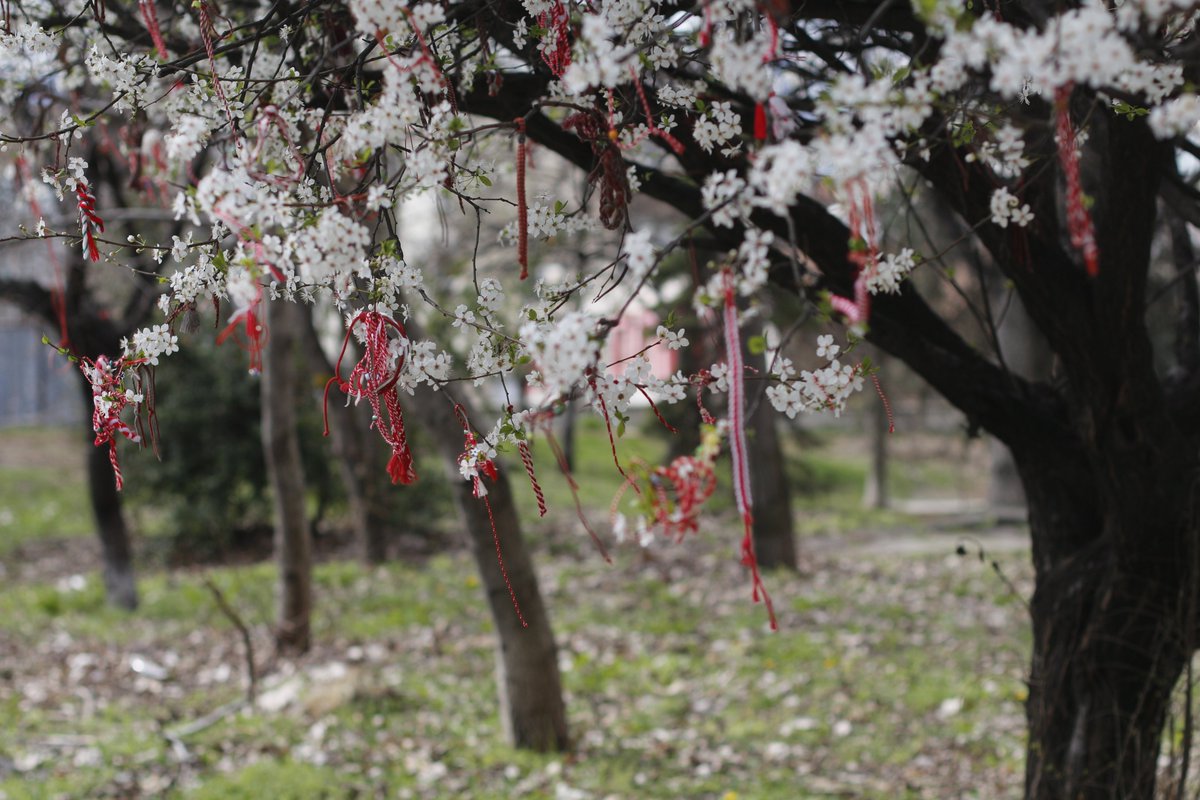 Spring is such a wonderful time in the Balkans. Or maybe I'm just easy to please. One blooming cherry tree = nice. Many blooming cherry trees = excellent. Tons of cherry trees with pretty traditional bracelets tied to them to celebrate the season = even better.