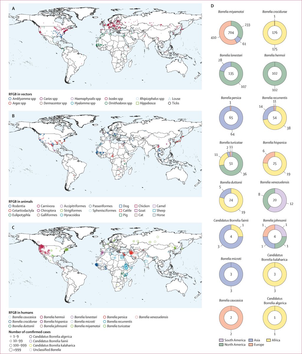 LonnieRhea's tweet photo. Relapsing fever group Borrelia (RFGB) is SO under appreciated. Borrelia miyamotoi presents more like Lyme and is transmitted my the same tick. But look at the West coast! How many patients were denied treatment because we don't test for RFGB? I mean LOOK at the B. hermsii 👀 https://t.co/VZ9mHeEs9w