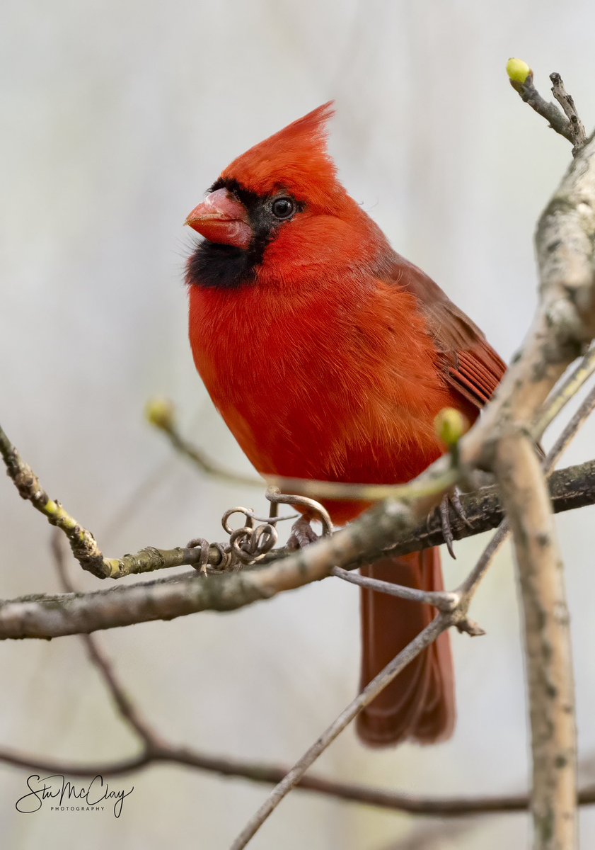 C’mon ladies, I put my finest red on!