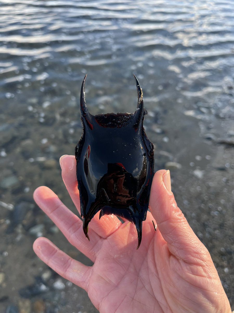 So @wildlifeni, we think we found egg cases from small spotted cat sharks, nursehounds and Thornback rays today on Murlough. Are we right? @SharkTrustUK