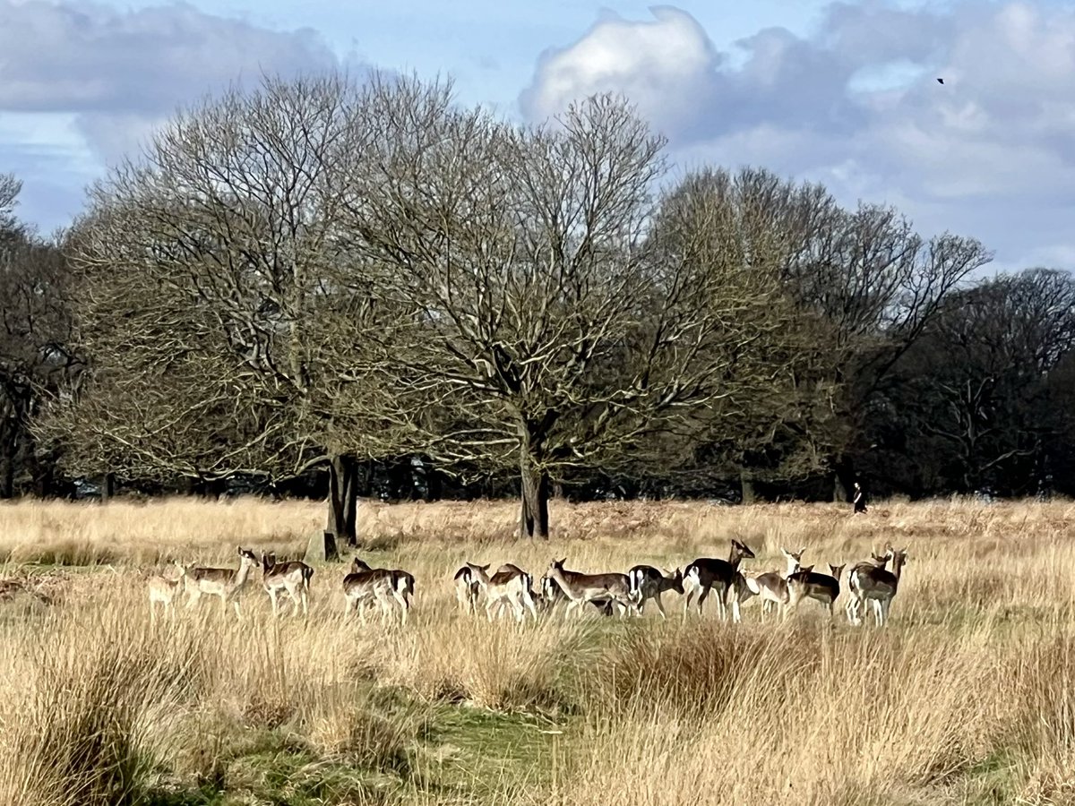RobPCK01's tweet photo. #RichmondPark #London this weekend / so beautiful and serene. https://t.co/4W9m5h4C4f