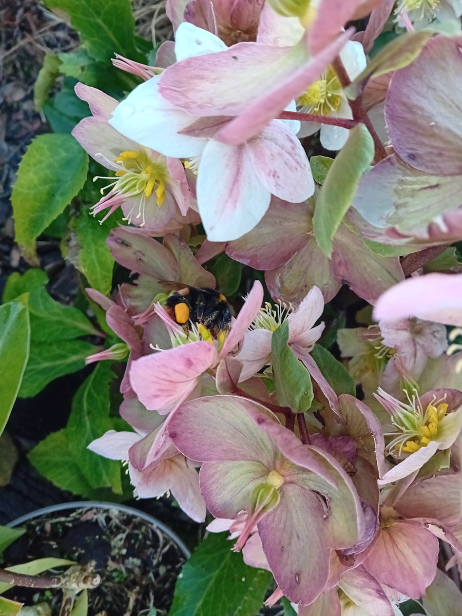 First Bumble Bee for 2024, wearing Rugby socks.