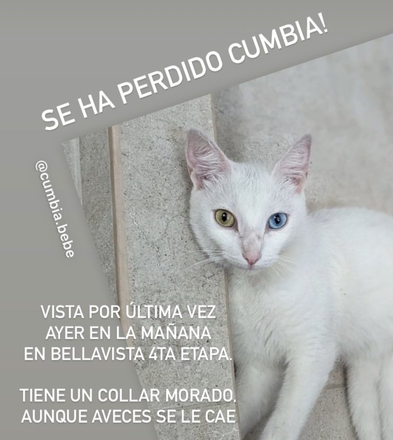 Alerta me perdi tweet media