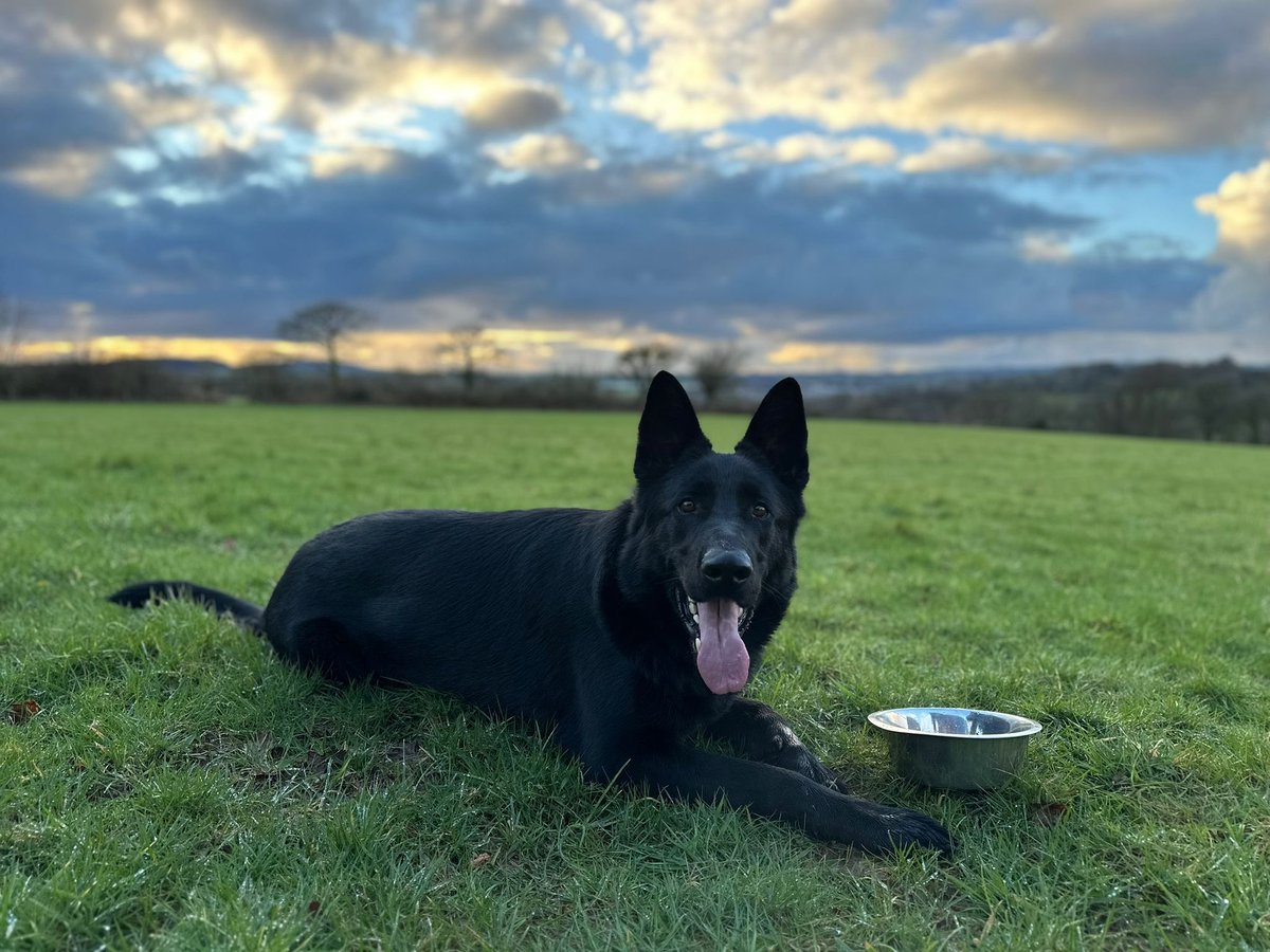 PD Nero assisted officers with a high risk domestic offender who made off after assaulting his ex partner and already run from officers when spotted. While searching the area, male located by Nero on a footpath in woodland near the address. PD Nero convinced him not to run.. 💪🏼🐾