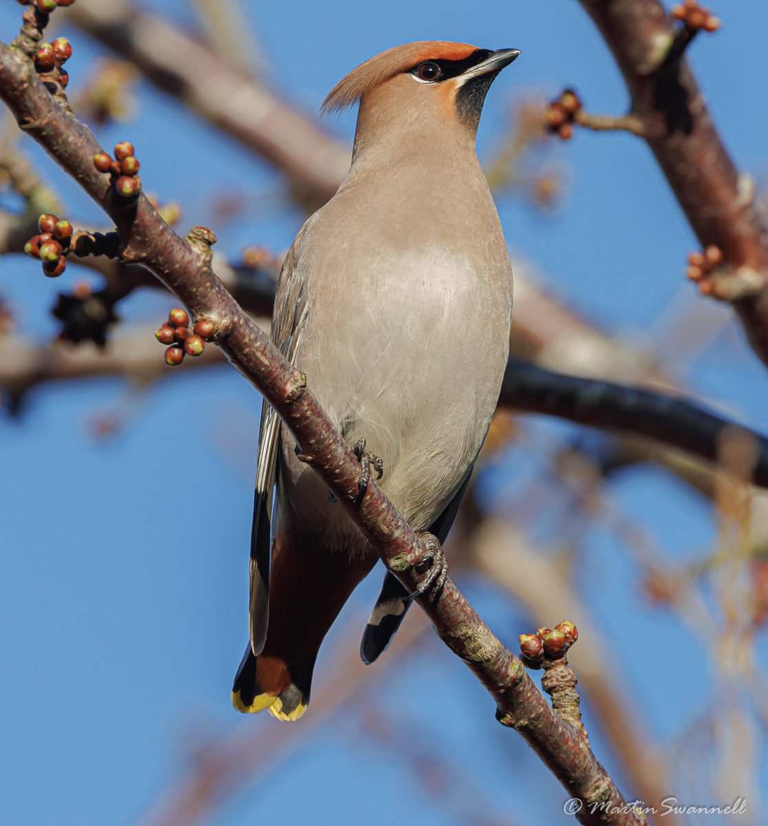 Martin Swannell (@alanthetortoise) on Twitter photo Waxwing #Northantsbirds One of the 14 Waxwings basking in the late afternoon sun today at Far Cotton .
#waxwings <a href="/barbeldave/">David Smith</a> #waxwingsuk Waxwing #Northantsbirds One of the 14 Waxwings basking in the late afternoon sun today at Far Cotton .
#waxwings <a href="/barbeldave/">David Smith</a> #waxwingsuk
