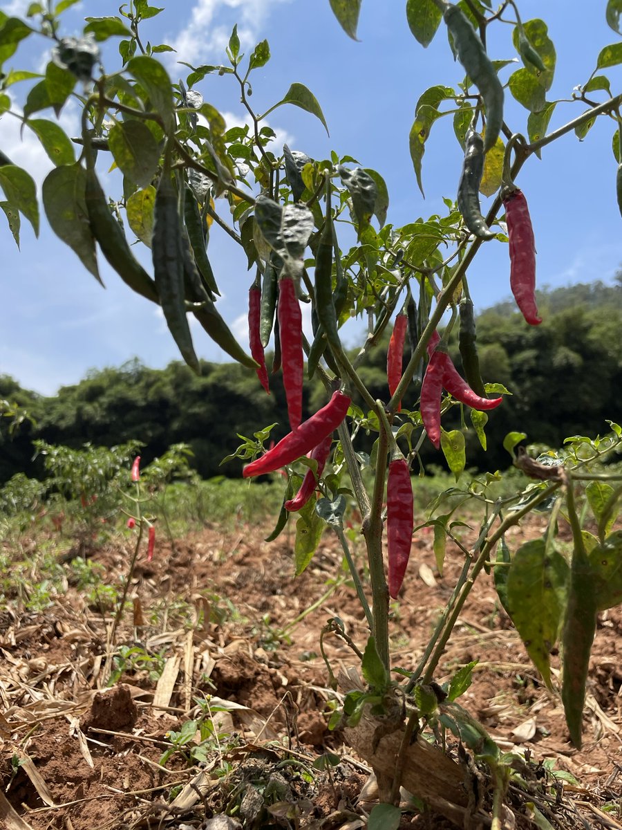 Karolin Andersson tweet media