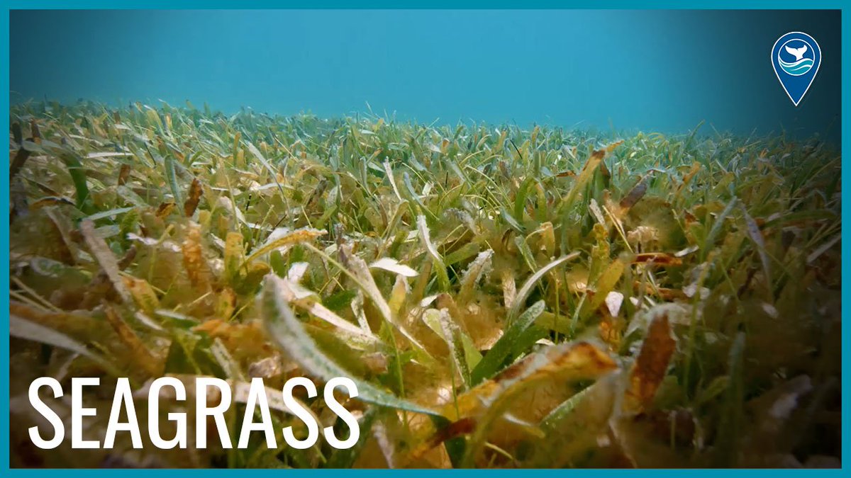 Check out the seas of green that make up @FloridaKeysNMS 💚 The Florida Keys ecosystem includes one of the world's largest seagrass beds. Did you know that seagrasses are the only flowering plants that thrive fully submerged in marine environments? youtube.com/watch?v=QEFAZ3…