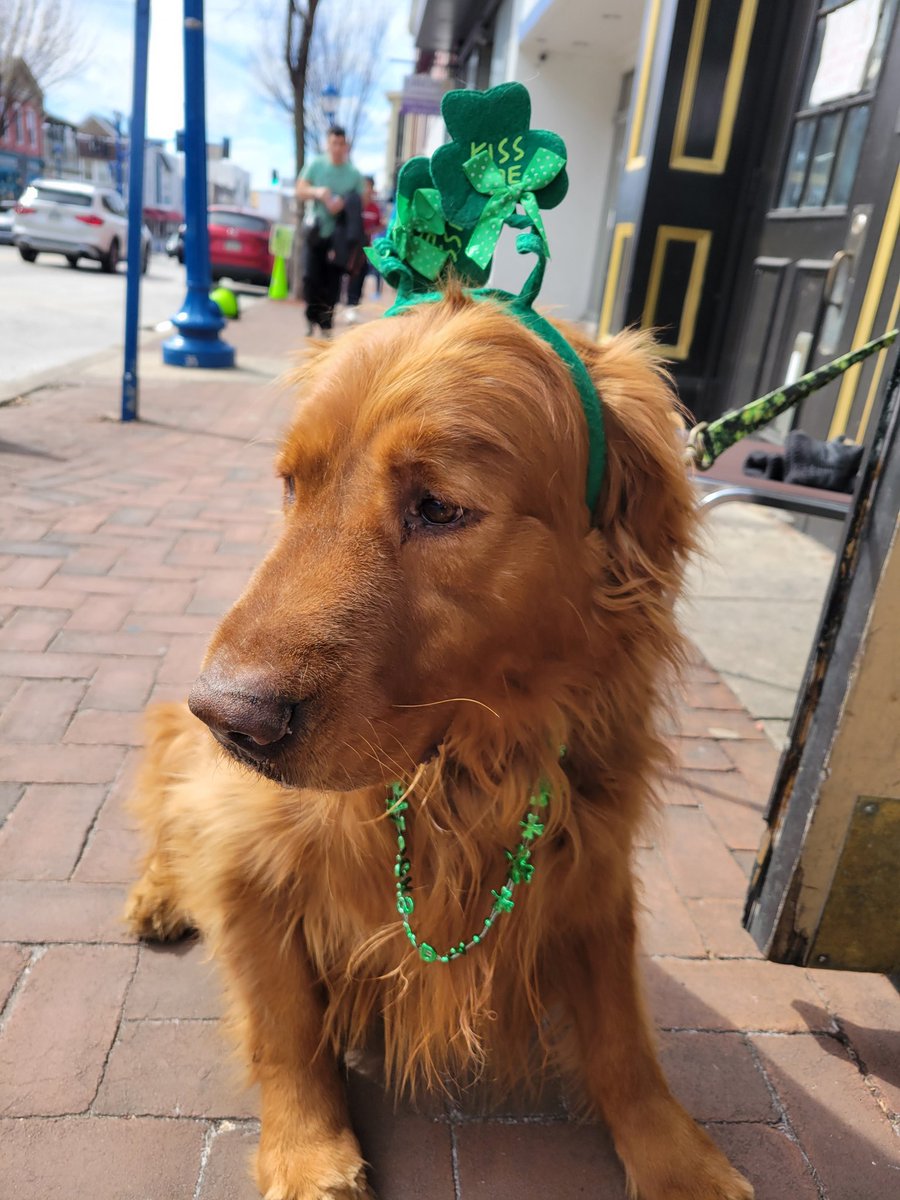 HelenGoldenDog's tweet photo. Smoosh wants everyone to know that today we're all Irish Setters 🍀🇮🇪🍺💚 Happy St Patrick's Day! @dog_rates @GoldretrieverUS https://t.co/thkicBPdIS