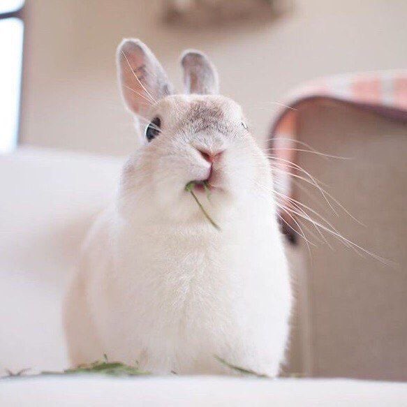 pinkkinjm's tweet photo. 🐰 https://t.co/XTH8r7aDXj