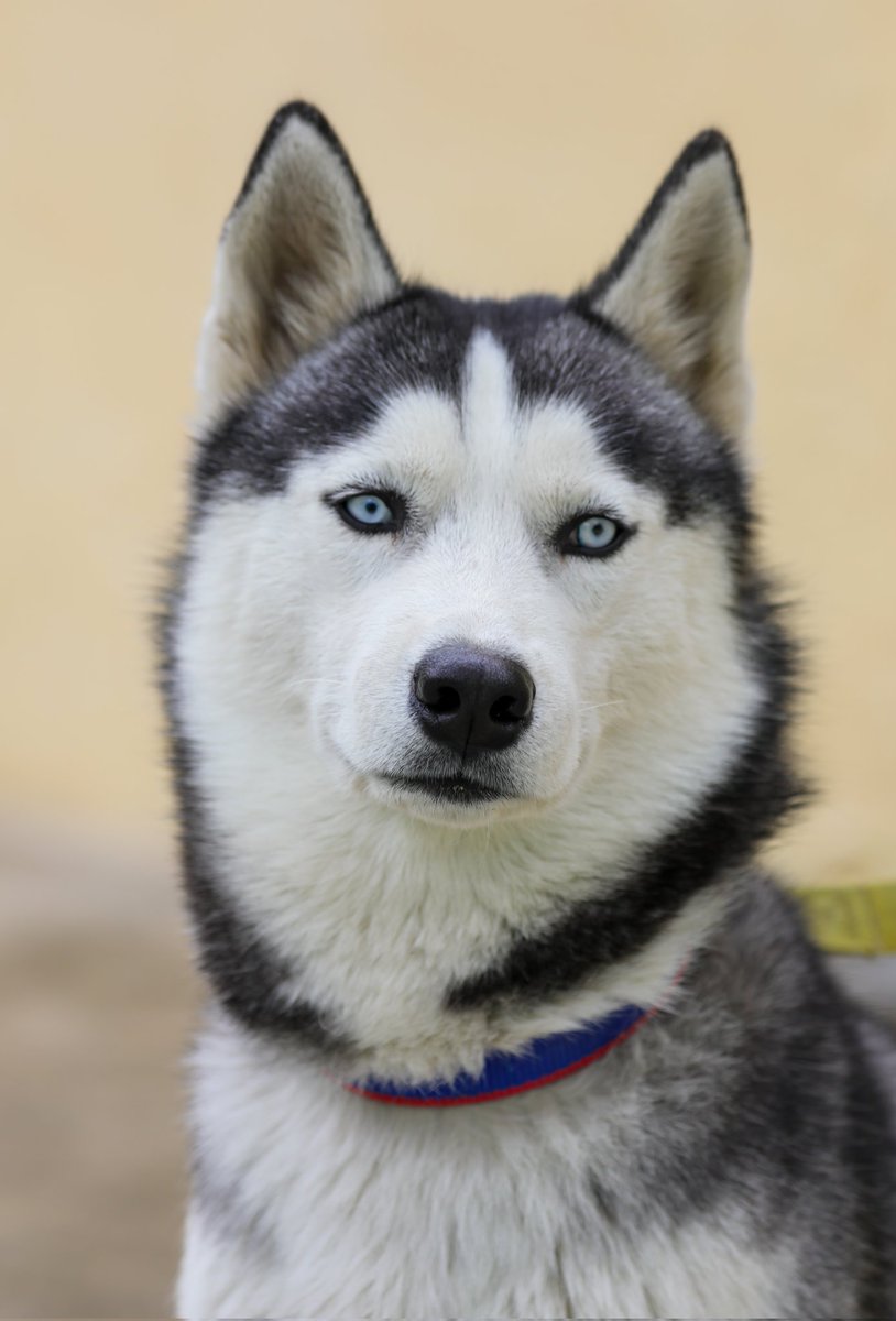 Dr. Avinash Tripathi tweet media