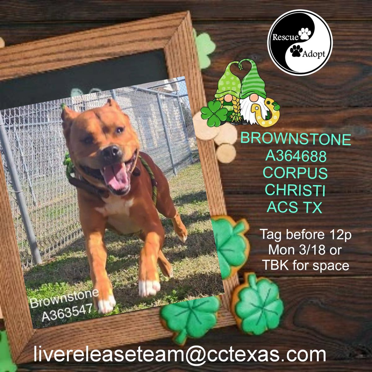 🆘️BROWNSTONE  #A363547 is fighting for life at #CorpusChristiACS #TX must be tagged before noon tomorrow 3/18 or is scheduled to be killed for space. Pl #PledgeForRescue #Adopt 
2 yo, neutered,  HW neg, friendly APBT mix