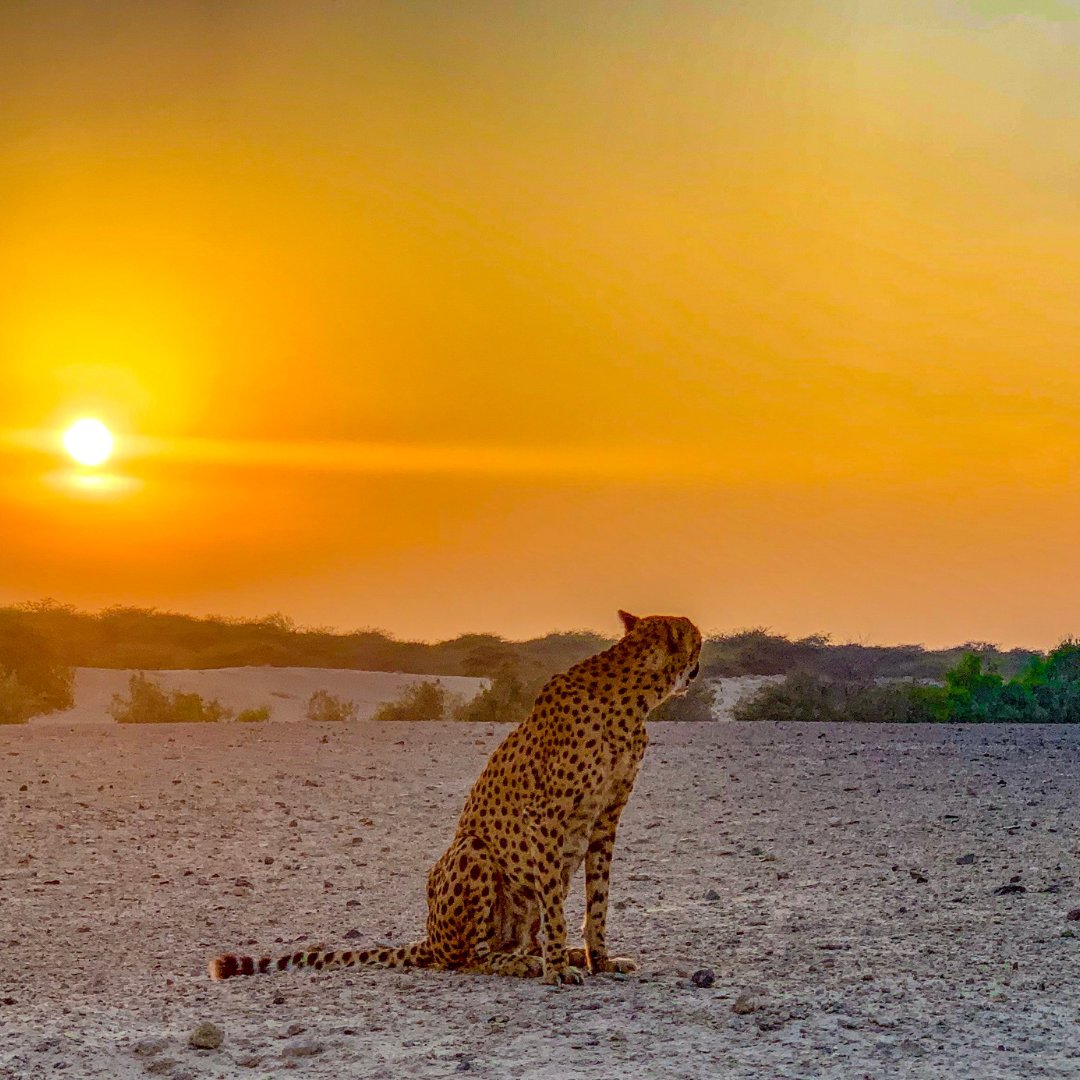 Enjoying the sunrise in the desert! 🐆☀️

 #bigcatsofafrica #CheetahPhotography #WildlifeConservation  #Cheetahs