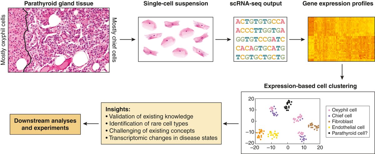 Kidney_Int's tweet photo. Advancing #parathyroid anatomy understanding through single-cell RNA sequencing in uremic secondary #hyperparathyroidism
https://t.co/mvkICH3Mad
Original article: https://t.co/RSuEtVka39
#KI_Commentary #uremia #transcriptomic #celltransdifferentiation https://t.co/0Zq2LjfgBz