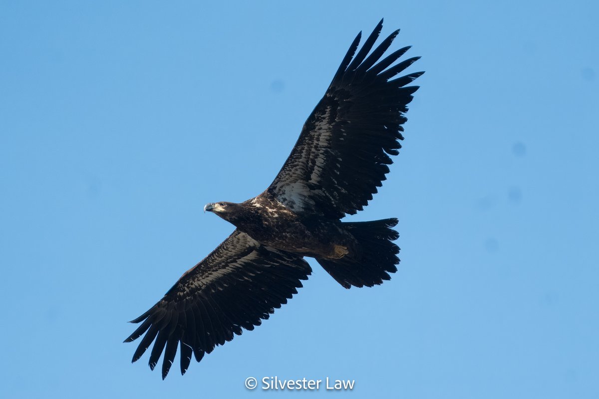 The early spring weather is flying high at Chilliwack @globalbc @YvonneSchalle #weatherwindow