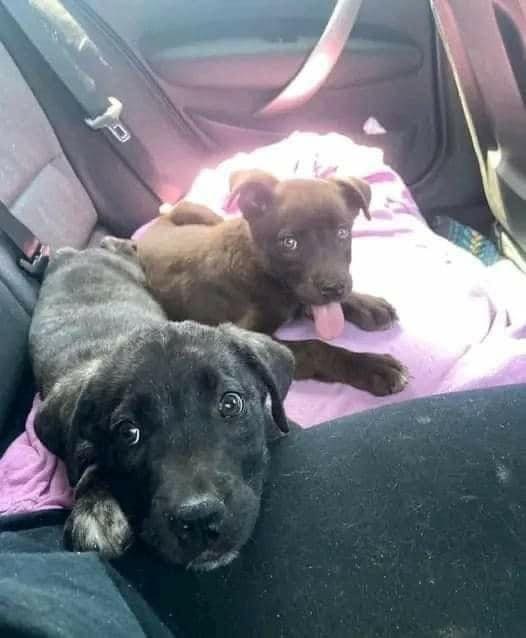 We left today to adopt our child. When we arrived we saw her inseparable from Mavrouli, her brother. The volunteers told us that he was black and that unfortunately he was left alone because he was the only brother nobody wanted. I looked at the man "And then we thought, we want