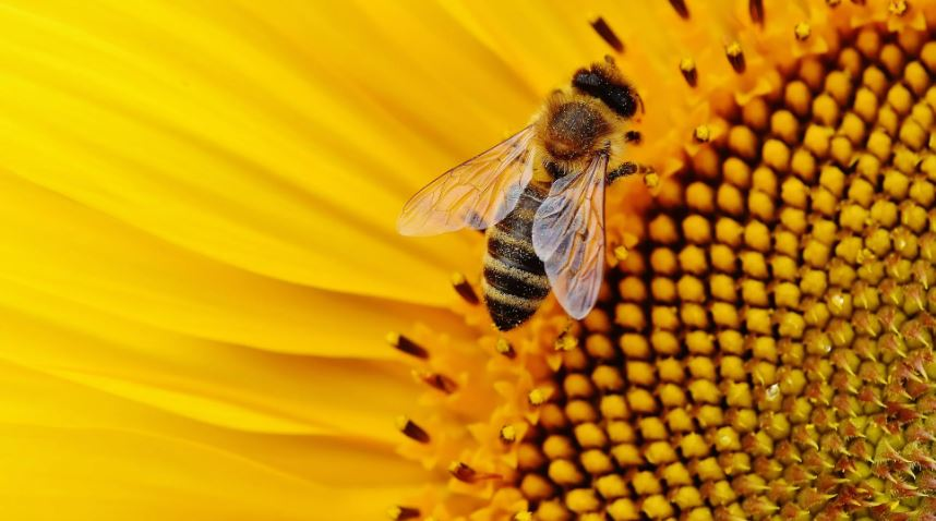 recercauniscat's tweet photo. 🧬Nova edició del butlletí #Recercat

🐝Per què les abelles resisteixen tan bé les adversitats climàtiques?
💪Quina es la clau de la seva resiliència?

Un estudi liderat per @ri_caliari del #BABVE de l'@uabbiociencies  a l'@UABBarcelona  dona la resposta
🔗https://t.co/sRVLIwYPeG https://t.co/sHu8JocZsQ