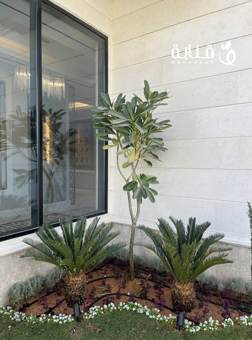 Qunnabah1's tweet photo. - نخل السايكس واسمه العلمي Cycas revoluta من أجمل وأروع أشجار نخيل الزينة الخارجية والداخلية ، تتميز بارتفاعها الذي يتراوح بين 2 إلى 3 أمتار وبعضها يصل إلى 6 أمتار  🌱
موطنها الأصلي اليابان ويوجد في الهند ومدغشقر 🌿✨ https://t.co/YjZP6X3iFb