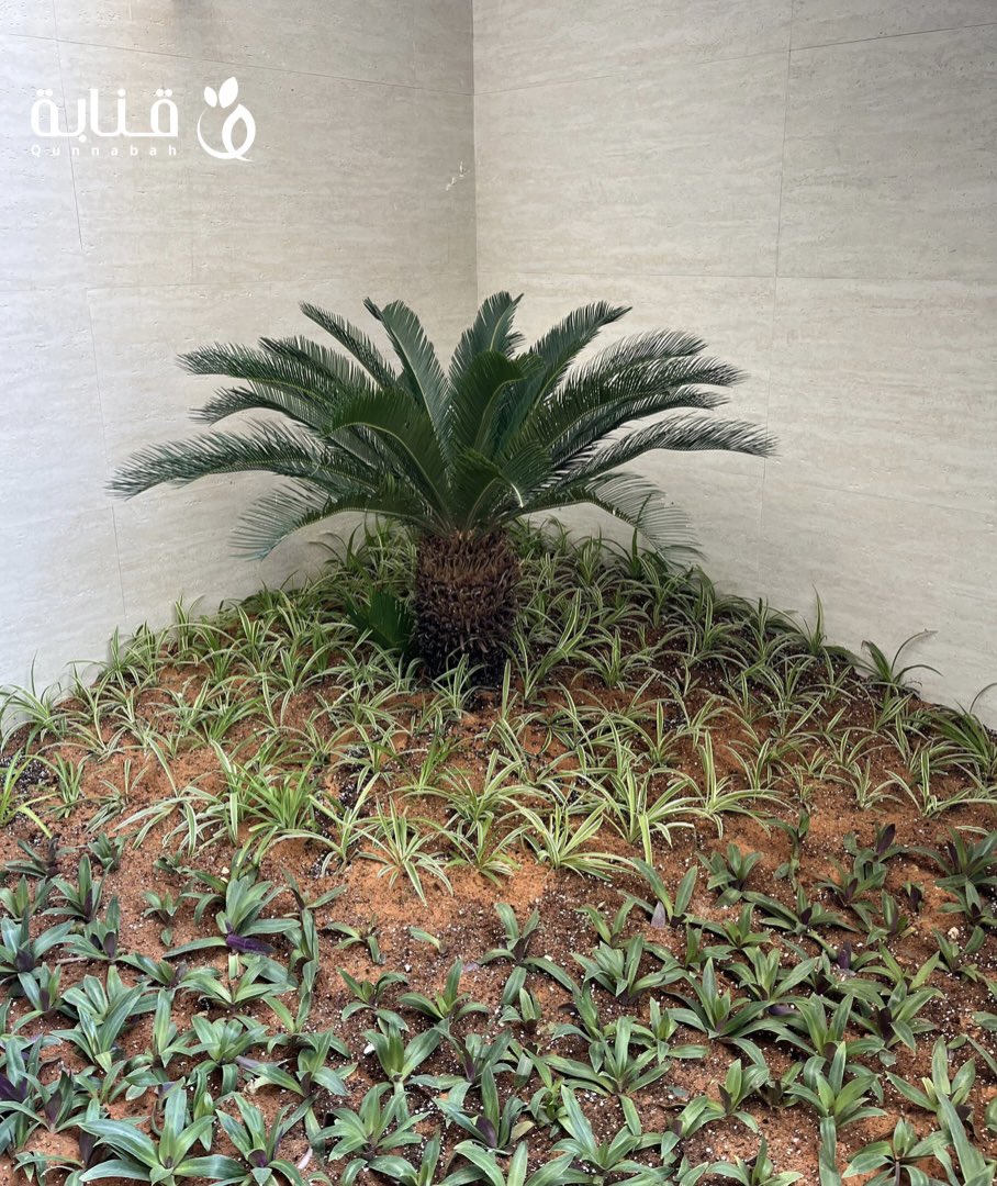 Qunnabah1's tweet photo. - نخل السايكس واسمه العلمي Cycas revoluta من أجمل وأروع أشجار نخيل الزينة الخارجية والداخلية ، تتميز بارتفاعها الذي يتراوح بين 2 إلى 3 أمتار وبعضها يصل إلى 6 أمتار  🌱
موطنها الأصلي اليابان ويوجد في الهند ومدغشقر 🌿✨ https://t.co/YjZP6X3iFb