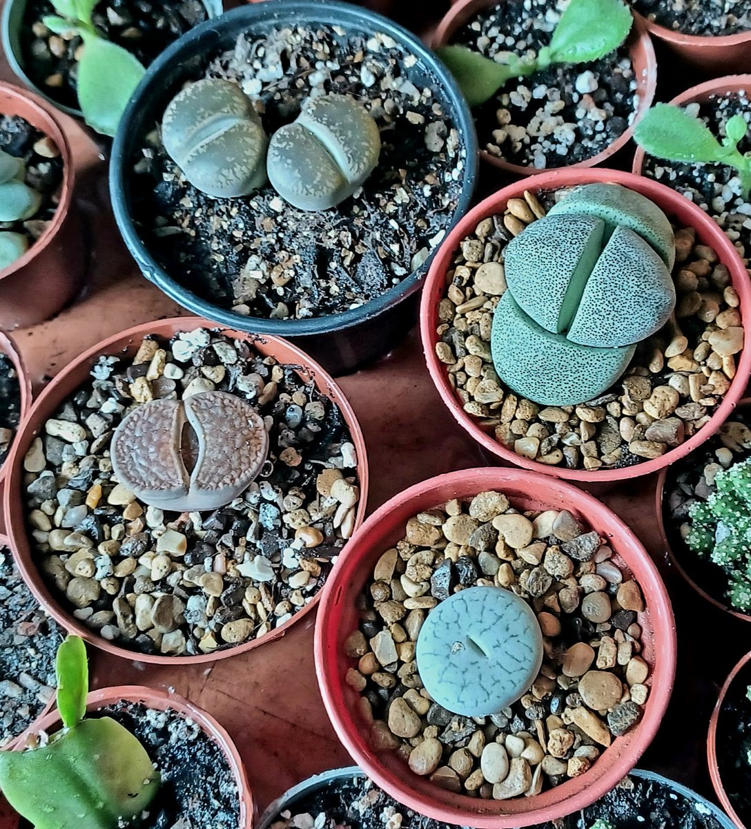 My small collection of plants that are pretending to be rocks. #SucculentSunday 🌱🌵