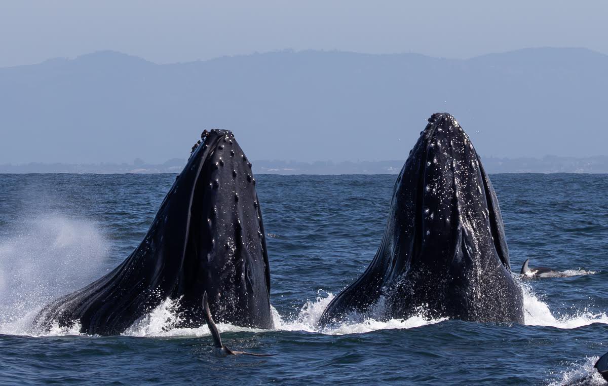 MBayWhaleWatch's tweet photo. Humpback whales are back in full force! Seeing humpback whales daily and sailing at 9am, 10am, and 230pm! Join us at https://t.co/tpvZN17mZ9. Photo taken on 3/16/24. #monterey #gowhales https://t.co/scxsk4KrSq