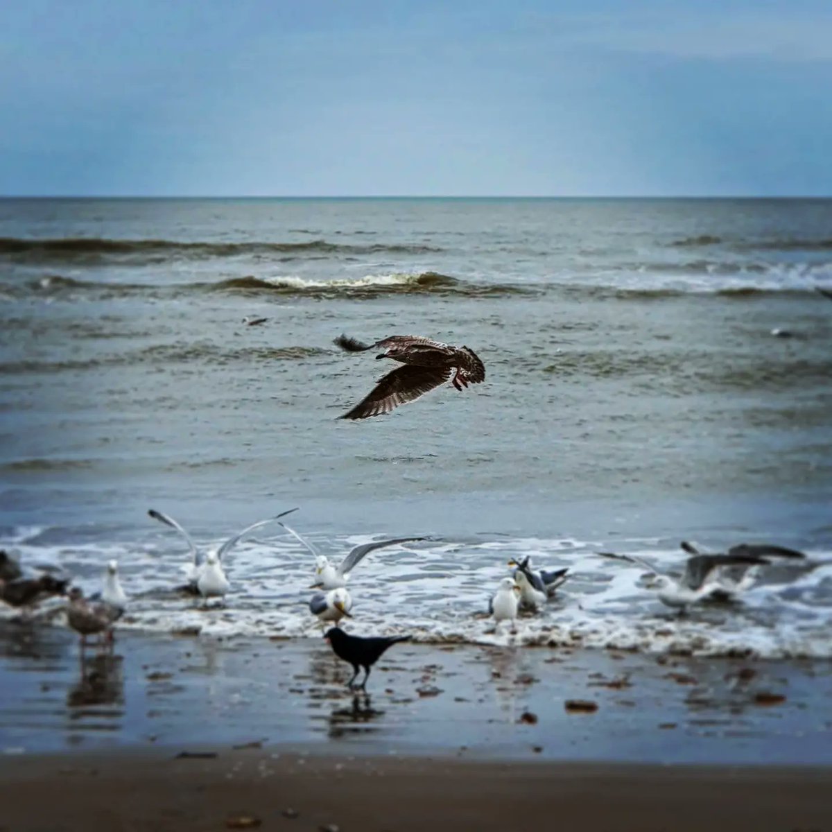 At the beach #beach #beachhouse #seagulls #sea #northsea