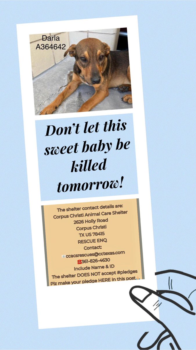 ⏰ is ticking! 9 mo old DARLA #A364642 was sadly not adopted yesterday @ Corpus Christi ACS Adoption Event! 
If not saved by noon tomorrow,she will be killed💉‼️
Begging 4 you 2 give this frightened little girl a chance! PLEDGE 4 #RESCUE #FOSTER #ADOPT NOW before it’s too late!