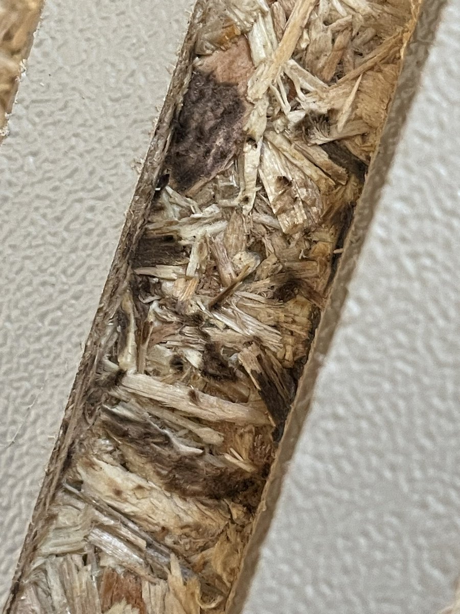 Rachel Rodriguez tweet media