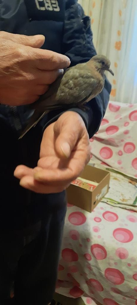 KaptanKazar's tweet photo. Tanrı misafiriminbakıma ihtiyaçı vardır,bir haftanın
Sonunda bu gün özgürlüğüne uçtu yolu açık olsun. https://t.co/fsKlagSdo2