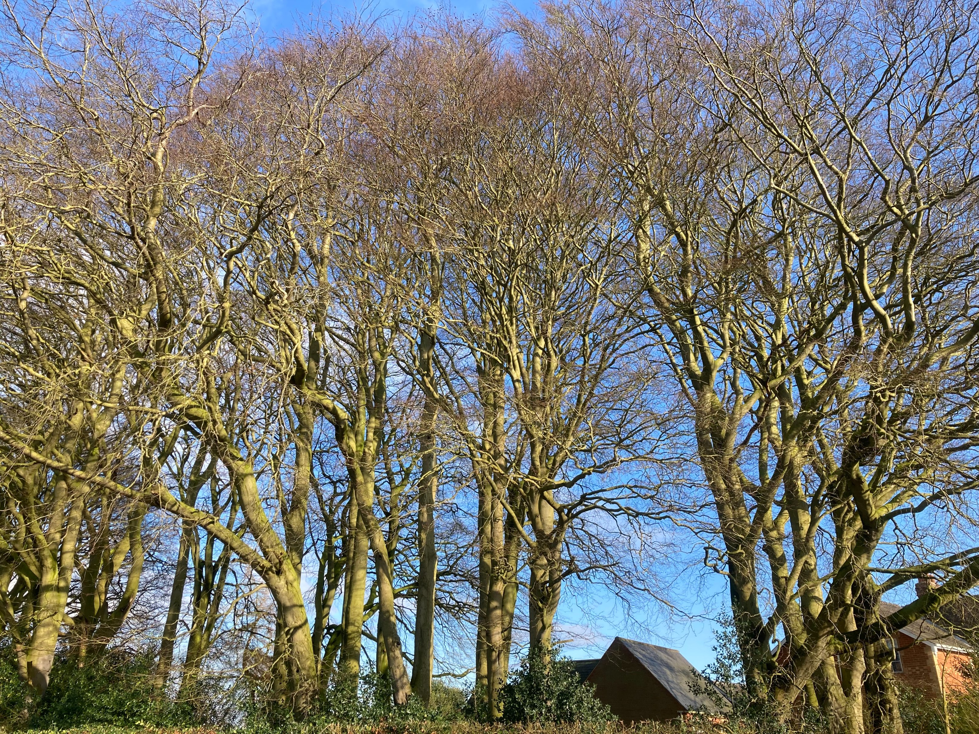 Bigger Trees Near Warter - well, most of them...