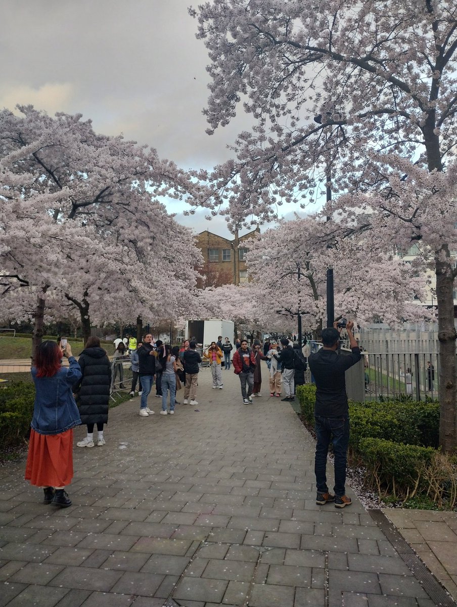 Spring in London. A bliss for the eyes. 
Location: Swiss Cottage, London. 
#springinlondon