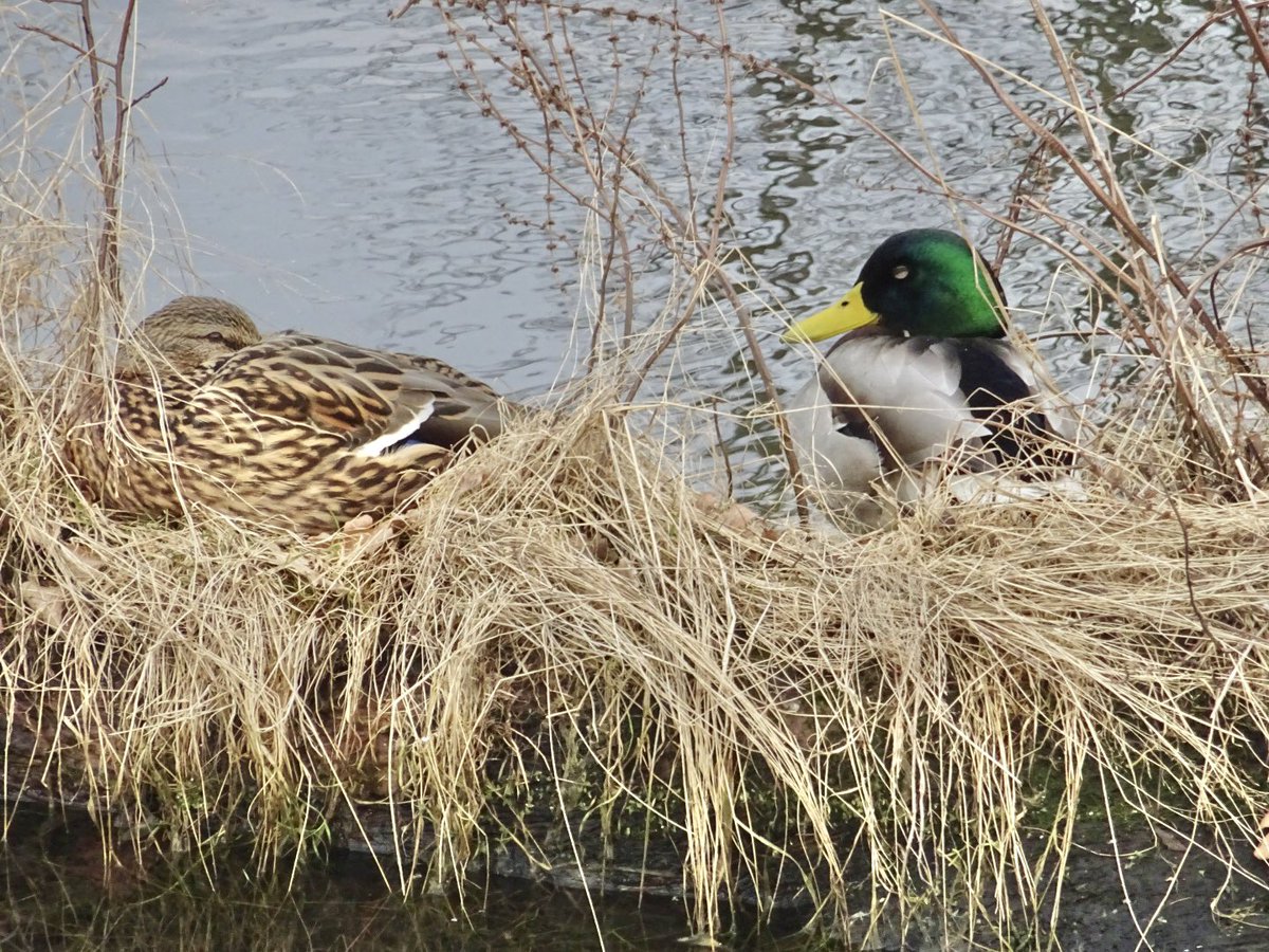 MMeistere's tweet image. Dižraibais dzenis
Svilpji pūpolos
Meža pīles
#sigulda #pavasaris