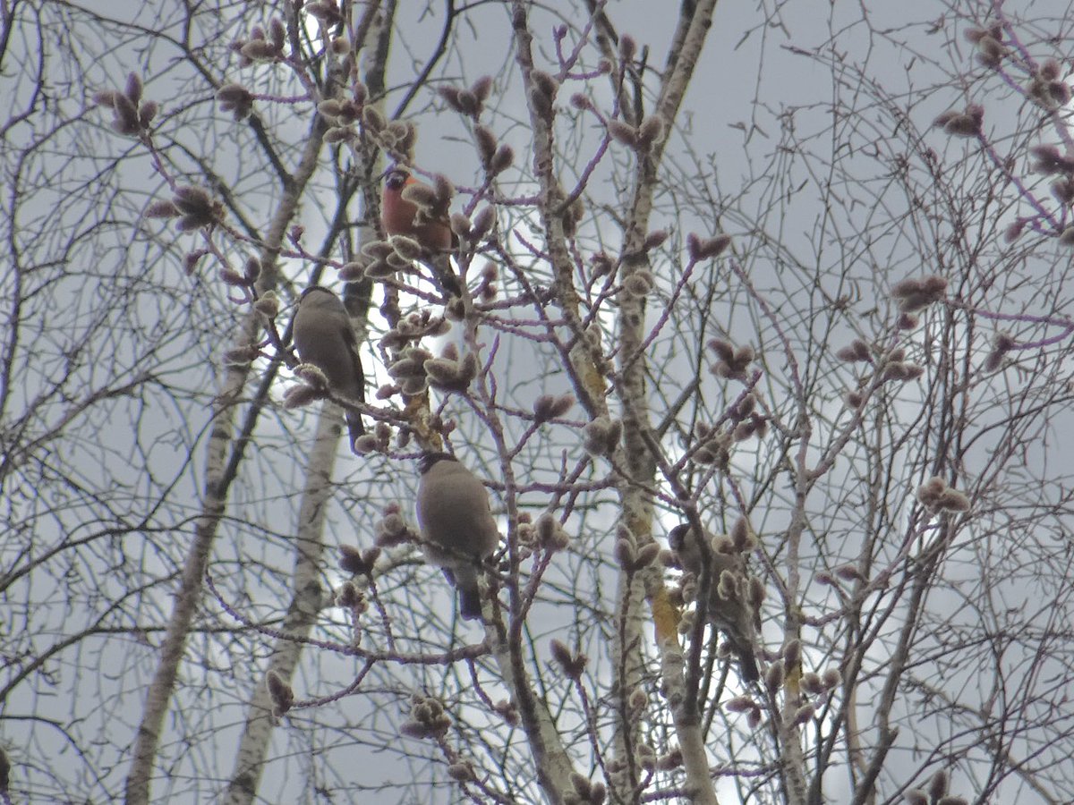 MMeistere's tweet image. Dižraibais dzenis
Svilpji pūpolos
Meža pīles
#sigulda #pavasaris