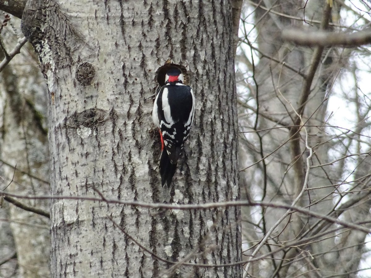 MMeistere's tweet image. Dižraibais dzenis
Svilpji pūpolos
Meža pīles
#sigulda #pavasaris