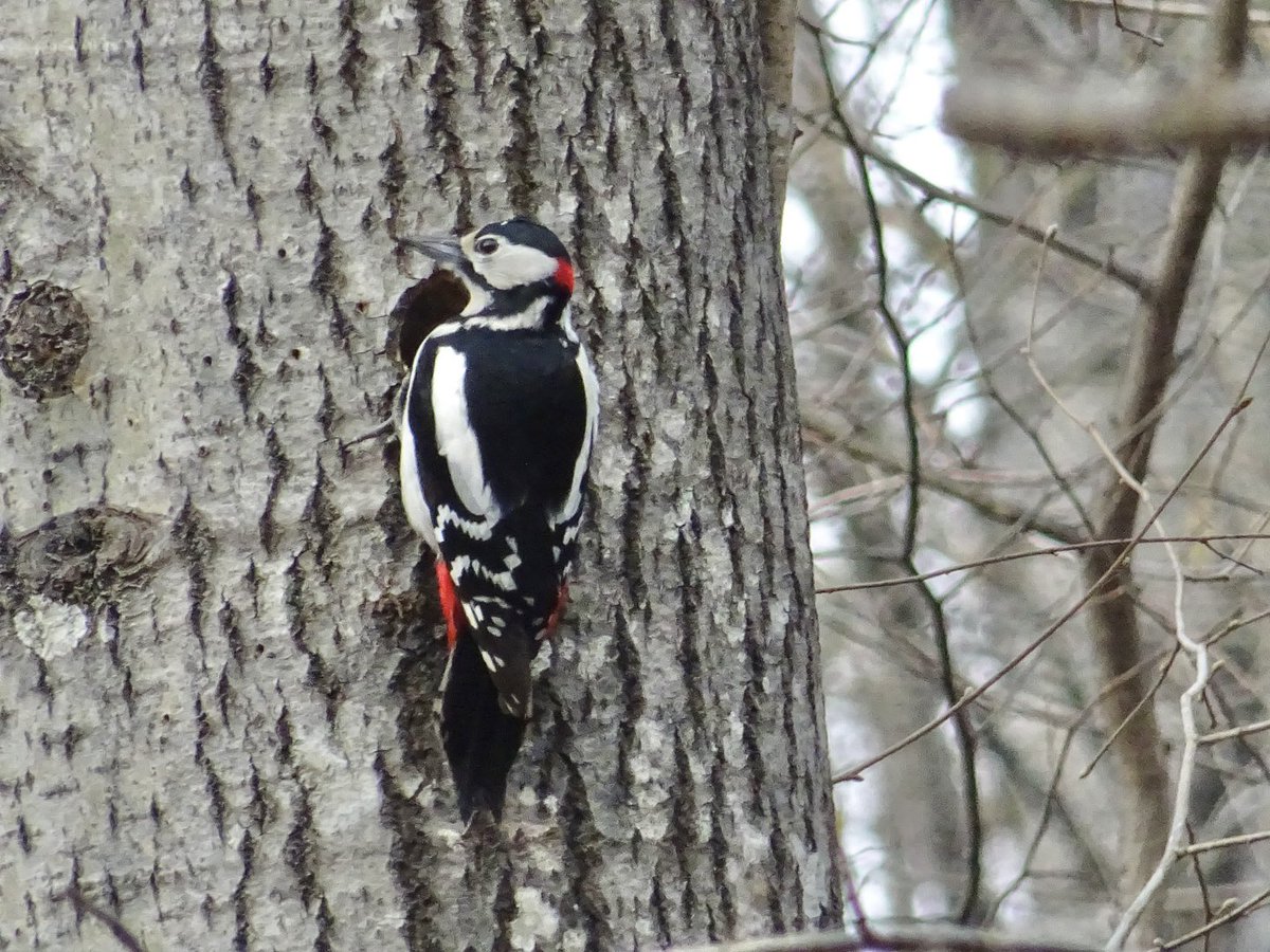 MMeistere's tweet image. Dižraibais dzenis
Svilpji pūpolos
Meža pīles
#sigulda #pavasaris