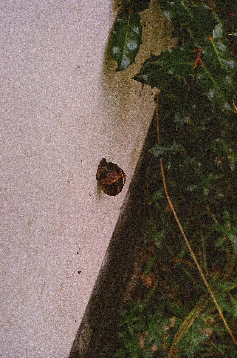 JulBonsergent's tweet photo. - Petit escargot- 
🗓 : September, 2023
📍 : Paris  
📷 : minolta x700 
🎞 : @Kodak gold
🔭 :  rokkor 50mm f/1.4
🧪 : @nationphoto

#photo #filmphotography #filmisnotdead #analog #analogphotography #analogfilm #grainisgood #shootonfilm #argentique #35mm #pellicule #nofilter https://t.co/9WUVwlNobm