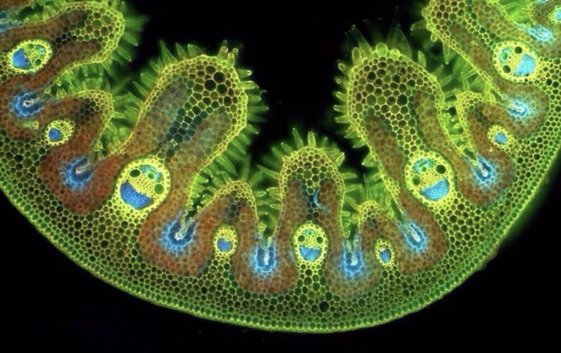 A cross section of a blade of grass under a microscope. It looks so happy!