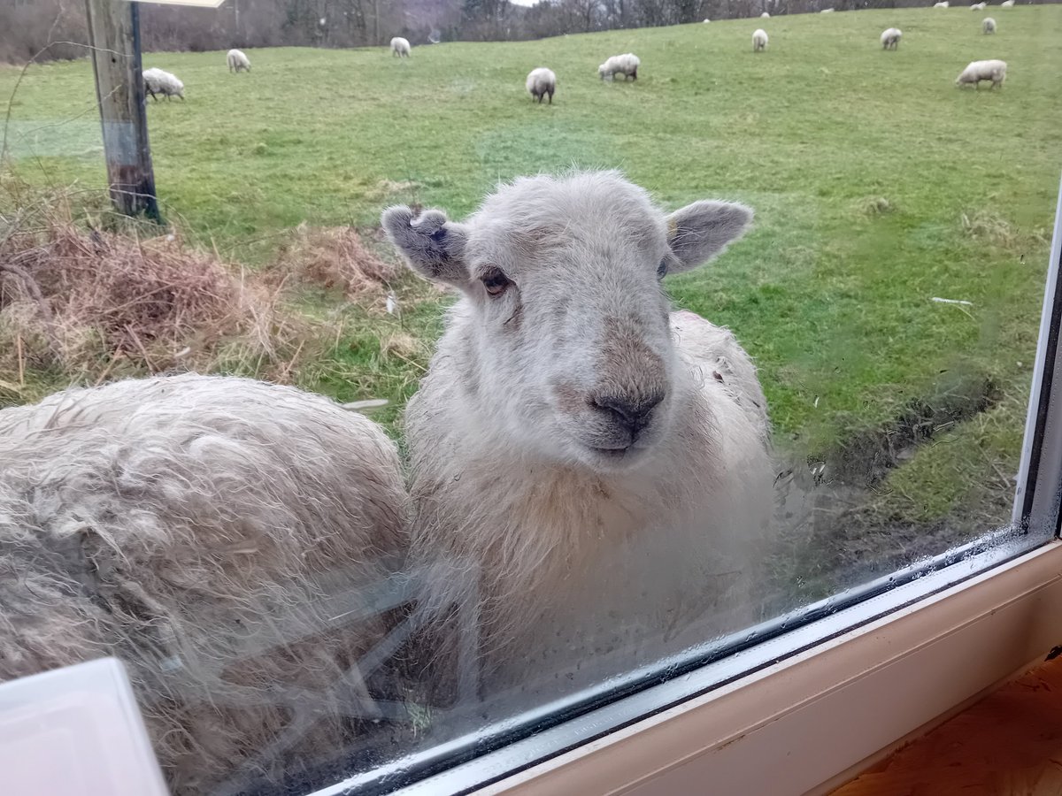 mouse_workshop's tweet image. To bring light to the workshop, I decided to add a window. To keep costs down, I bought a window from Facebook Marketplace for £20 but it clearly didn&apos;t fit, so out came the disc cutter! I just didn&apos;t realise the neighbours would be so nosey!!🐑 #workshop