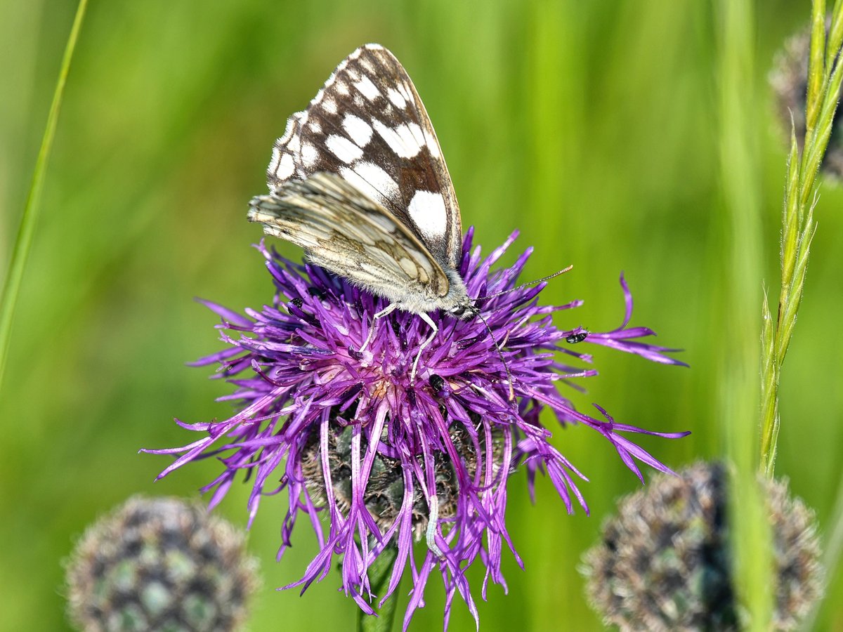 RKW1899's tweet photo. #AlphabetChallenge #WeekK
Knapweed, with Marbled White butterfly https://t.co/eliDQ33hHZ