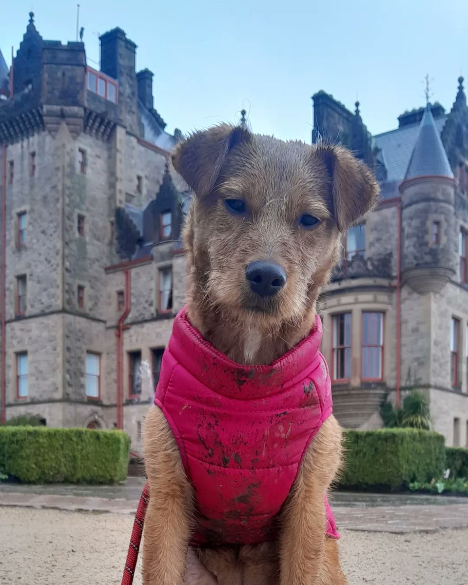 iceScreamers's tweet photo. #BELLE #5MONTHSOLD #BELFASTCASTLE #CAVEHILL #LAKELANDIRISHTERRIER https://t.co/1LgP3zudDh