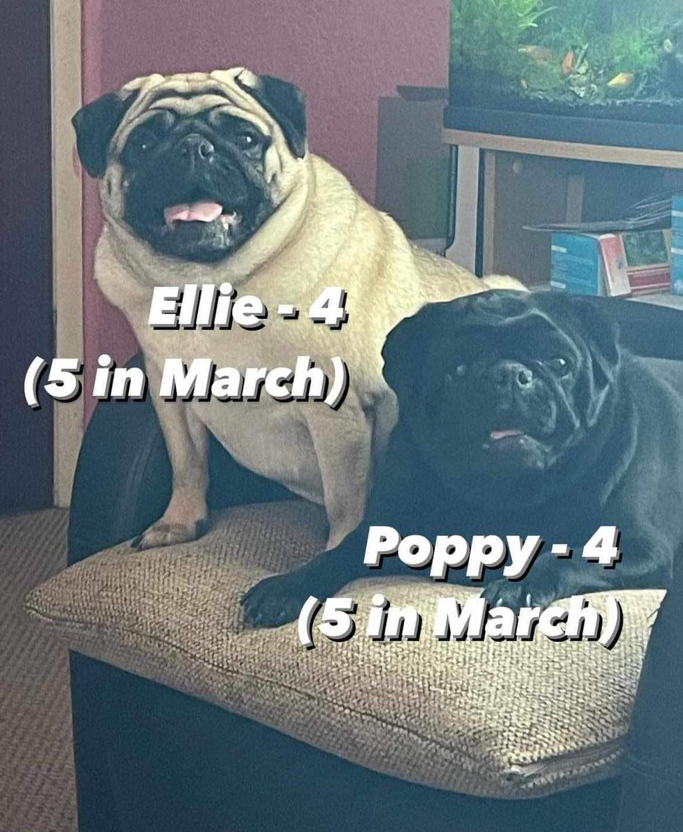 @AnthonyHastePGA @horsleylodge Not sure Ellie and Poppy should be on the golf course but they'd be happy to wait at home for you.  They are 2 sisters who need to stay together. They are currently in #Chesterfield #Derbyshire   Please contact the Rescue for more info ⤵️
Barkingoodtimesrescue21@gmail.com