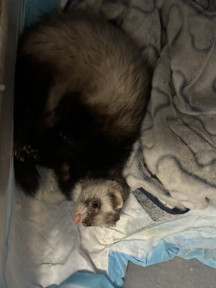 traitor4liv's tweet photo. My grandpa is watching my lil guy this weekend and he looks so cute I love him sm 🥰❤️ https://t.co/l872UsgVG2