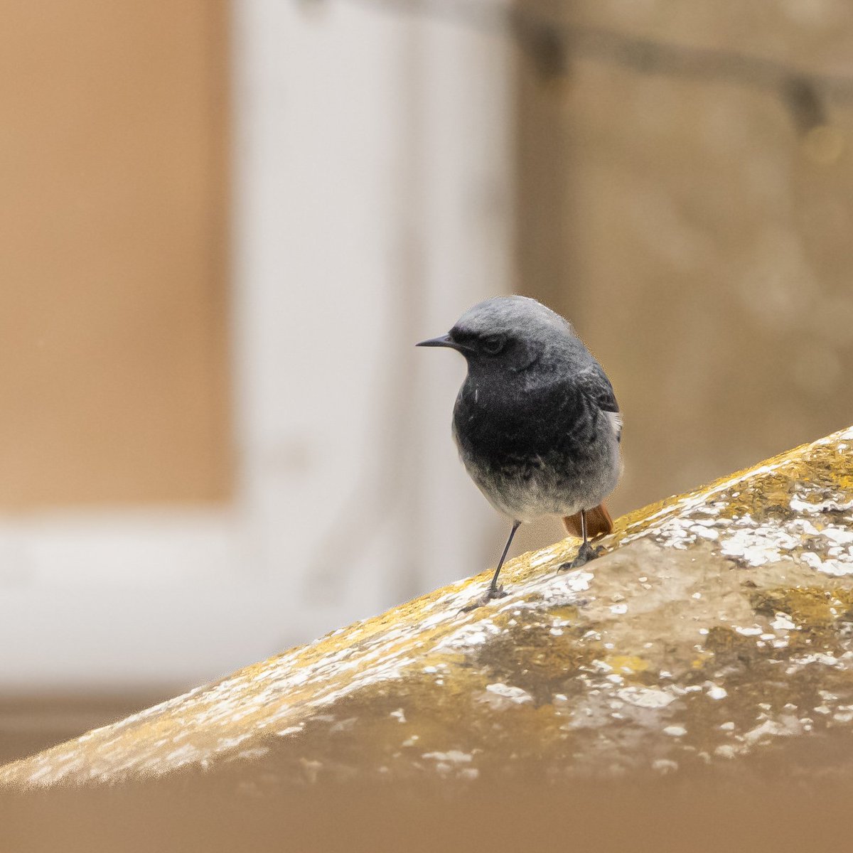 CitrusBirding's tweet photo. Black Redstart at Weybourne, my first male of this species. Showing very well, singing and fly catching and often coming very close! https://t.co/ddu8tN4dQc