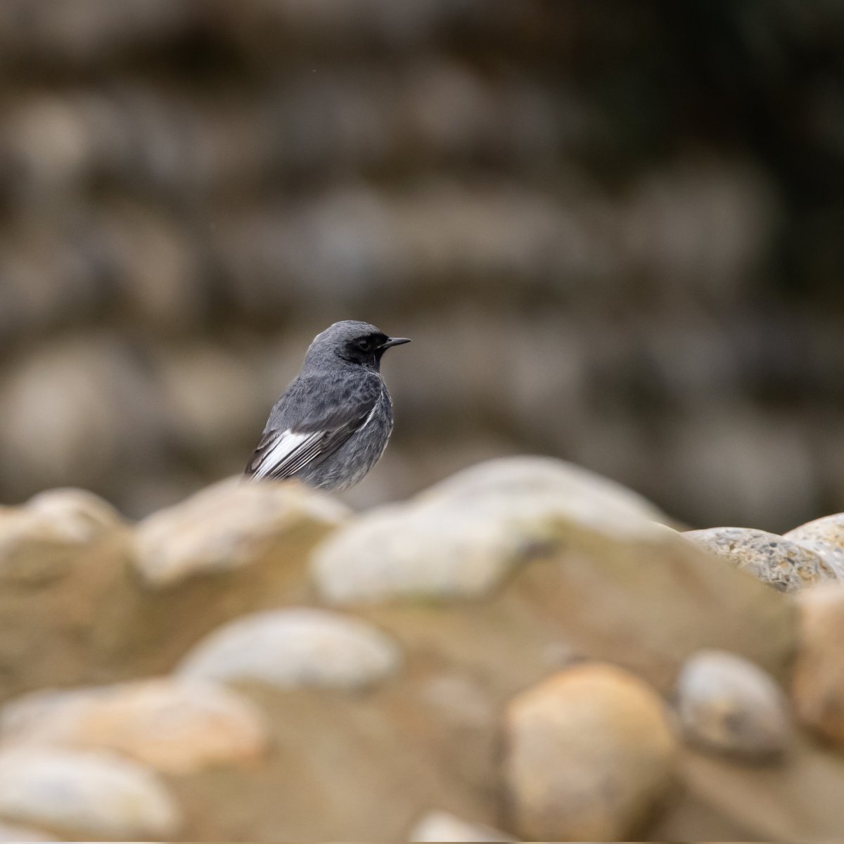 CitrusBirding's tweet photo. Black Redstart at Weybourne, my first male of this species. Showing very well, singing and fly catching and often coming very close! https://t.co/ddu8tN4dQc