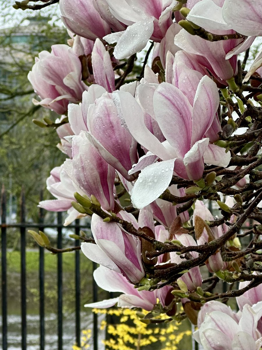 #spring #Blossom #GardeningTwitter #flowerphotography