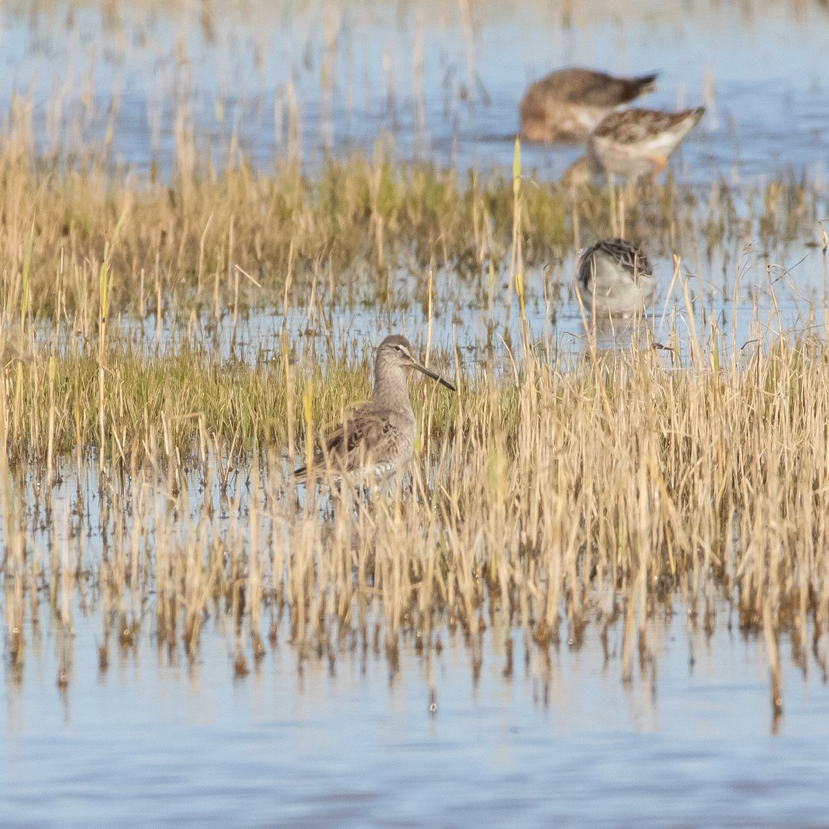 CitrusBirding's tweet photo. Long-Billed Dowitcher is finally back at Cley, after spending some time away. Was nice to catch up with this individual for the 3rd year! https://t.co/cxZ1pGZHdx