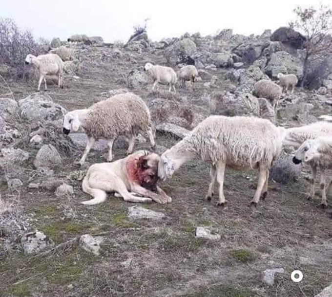 This sheep dog is covered in his own blood after fighting off wolves protecting his flock, while the sheep gently comforts him.

Regardless of how physically strong or emotionally tough someone is, showing them how much you appreciate their efforts goes a long way.

The dog is