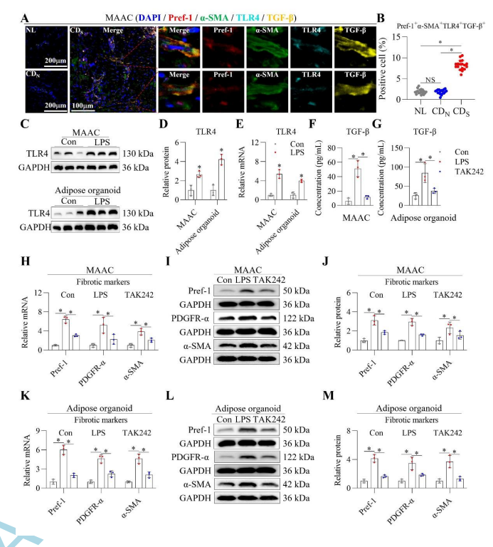 drRobinDud's tweet photo. Submucosal adipocytes were
⤵️reduced in number or even absent0⃣ in tissue of #CD pts with fibrotic #stenosis
⏬extent of reduction correlated ↙️negatively with degree of #submucosal #fibrosis
LPS/TLR4/TGF-β signalling possibly crucial in mechanism of 🟡🔀🟤#transdifferentiation