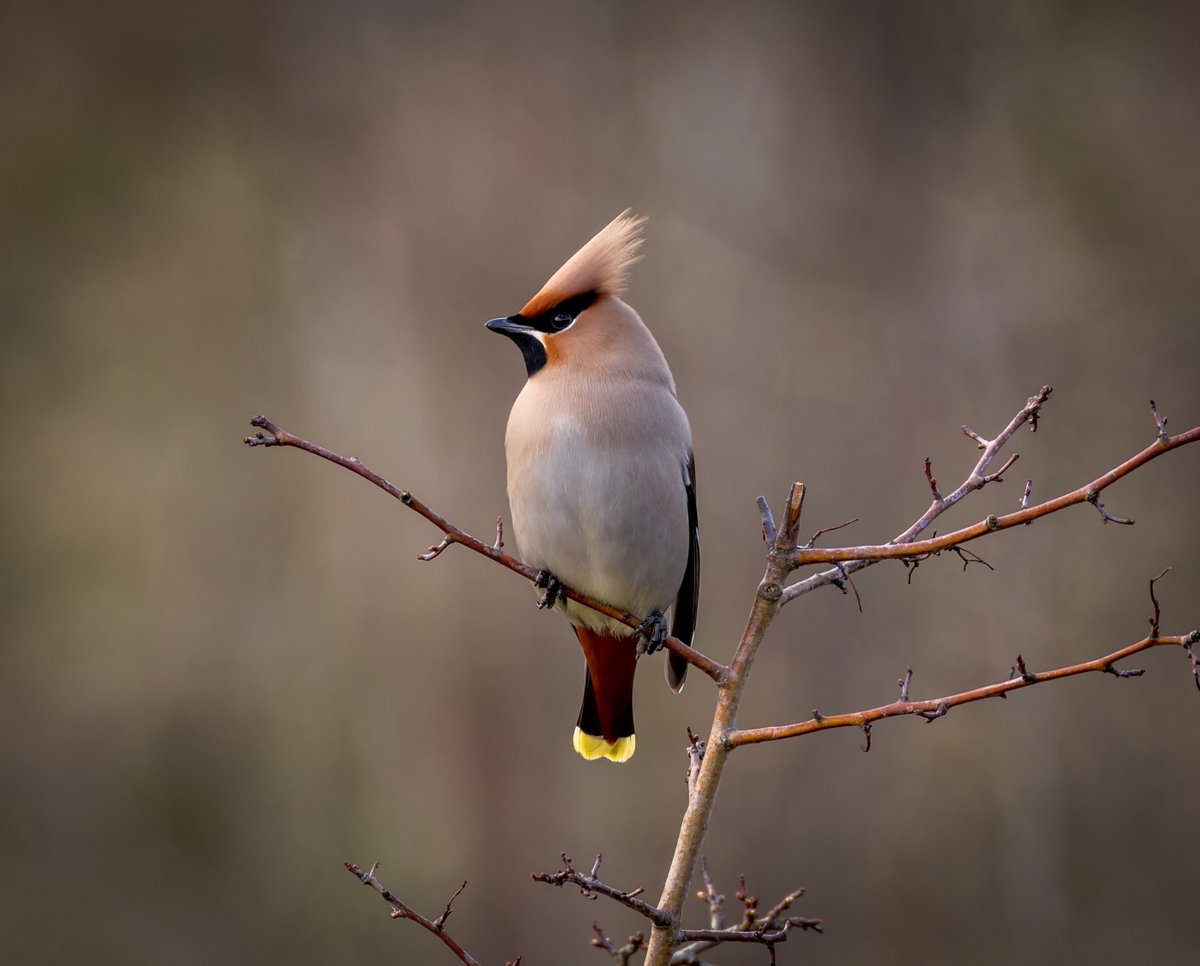 Took the dogs for a wander around Cosmeston lakes this afternoon 17-03-24 armed with the camera just in case you know who was still there @RSPBCymru @Natures_Voice @birdsinwales #TwitterNatureCommunity #TwitterNaturePhotography @WaxwingsUK #BirdsSeenIn2024 #BirdsOfTwitter